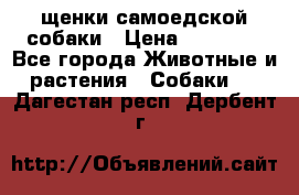 щенки самоедской собаки › Цена ­ 25 000 - Все города Животные и растения » Собаки   . Дагестан респ.,Дербент г.